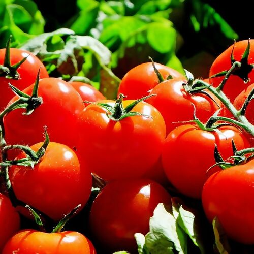 Tomates cerises en grappe