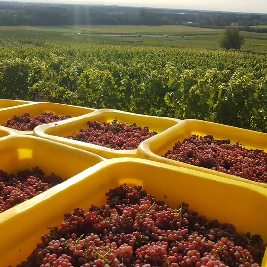 Super Schnaps fait maison1